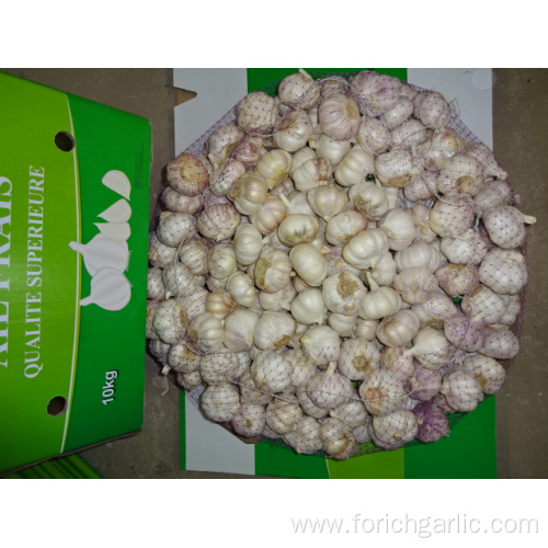 Best Quality Fresh Normal White Garlic